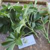Dwarf Umbrella tree (Heptapleurum arboricola) Dried Leaves (200 Gram) view 3