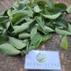 Dwarf Umbrella tree (Heptapleurum arboricola) Dried Leaves (200 Gram) view 4