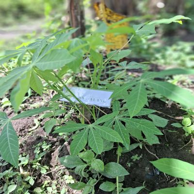 Daun Singkong (Manihot esculenta) Cassava Dried leaves (900 Gram)