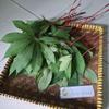 Daun Singkong (Manihot esculenta) Cassava Dried leaves (900 Gram) view 2