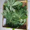 Daun Singkong (Manihot esculenta) Cassava Dried leaves (900 Gram) view 3