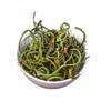 100% Natural,Chinese Famous Green Tea 1471 view 1