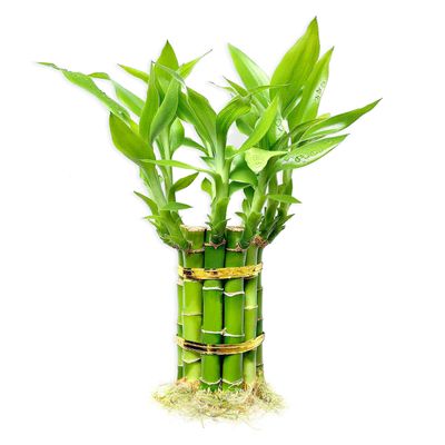 Lucky Bamboo Plants Live Indoor (10 Stalks, 4 Inch) - Fresh House Plants for Office Desk, Home Decor, for Positive Energy, Prosperity & Easy Care