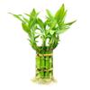 Lucky Bamboo Plants Live Indoor (10 Stalks, 4 Inch) - Fresh House Plants for Office Desk, Home Decor, for Positive Energy, Prosperity & Easy Care view 1