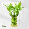 Lucky Bamboo Plants Live Indoor (10 Stalks, 4 Inch) - Fresh House Plants for Office Desk, Home Decor, for Positive Energy, Prosperity & Easy Care view 2