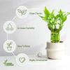 Lucky Bamboo Plants Live Indoor (10 Stalks, 4 Inch) - Fresh House Plants for Office Desk, Home Decor, for Positive Energy, Prosperity & Easy Care view 3