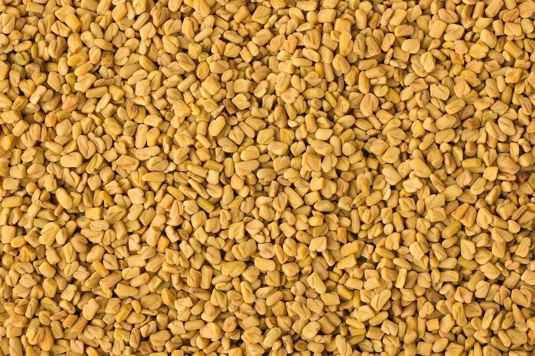 Fresh Organic Fenugreek Seeds (Dana Methi) 2 Pounds