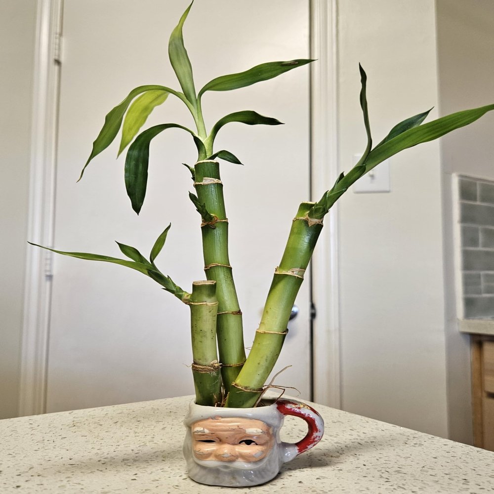 3 Stalks Lucky Bamboo Plants - 1x4 1x6 1x8 Tied in Gold Wire w/Complimentary Dog Treats, Just Add Water, Easy to Care Houseplant, Home Office Decor, Indoor Perennial