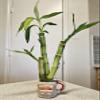3 Stalks Lucky Bamboo Plants - 1x4 1x6 1x8 Tied in Gold Wire w/Complimentary Dog Treats, Just Add Water, Easy to Care Houseplant, Home Office Decor, Indoor Perennial view 1