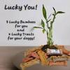 3 Stalks Lucky Bamboo Plants - 1x4 1x6 1x8 Tied in Gold Wire w/Complimentary Dog Treats, Just Add Water, Easy to Care Houseplant, Home Office Decor, Indoor Perennial view 2