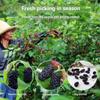 dried mulberries 9.87oz mulberry tea Dried Black Mulberries fantastic to add to teas or desserts or to just enjoy straight out of the jar view 2