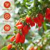 ANTAKUBU Goji Berries 160g(5.64OZ),100% Natural Wolfberry for Making Goji berry tea,Beverages,Oatmeal and Snacks,No Additives Dried Goji Berries,Fiber,Vegan,Kosher,Gluten Free view 2