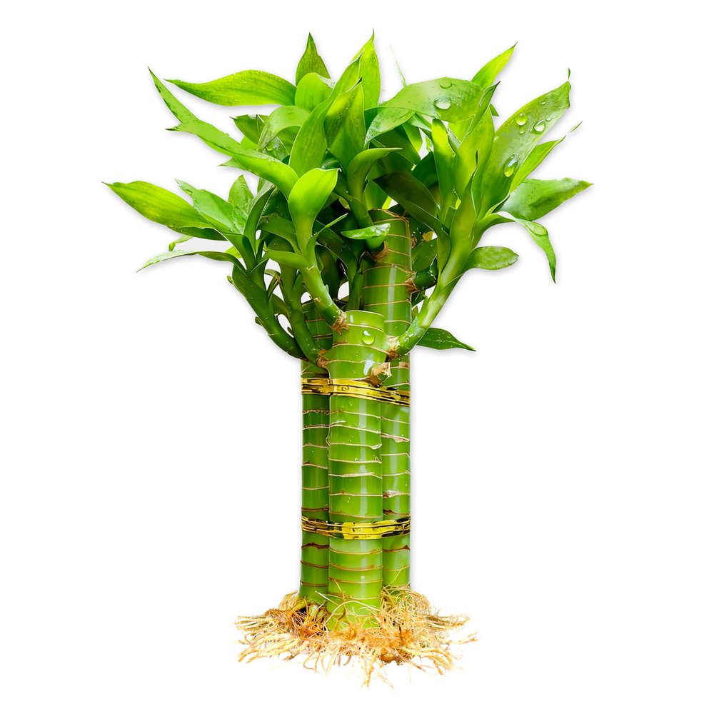 3 Stalks Lucky Bamboo Plants Indoor Live - Multi-Height Set (2x6 & 1x8) for Good Luck & Prosperity - Easy Care Houseplant, Home Office Decor Gift Ready