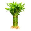 3 Stalks Lucky Bamboo Plants Indoor Live - Multi-Height Set (2x6 & 1x8) for Good Luck & Prosperity - Easy Care Houseplant, Home Office Decor Gift Ready view 1