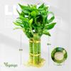 3 Stalks Lucky Bamboo Plants Indoor Live - Multi-Height Set (2x6 & 1x8) for Good Luck & Prosperity - Easy Care Houseplant, Home Office Decor Gift Ready view 2