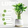 3 Stalks Lucky Bamboo Plants Indoor Live - Multi-Height Set (2x6 & 1x8) for Good Luck & Prosperity - Easy Care Houseplant, Home Office Decor Gift Ready view 3