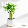 3 Stalks Lucky Bamboo Plants Indoor Live - Multi-Height Set (2x6 & 1x8) for Good Luck & Prosperity - Easy Care Houseplant, Home Office Decor Gift Ready view 4