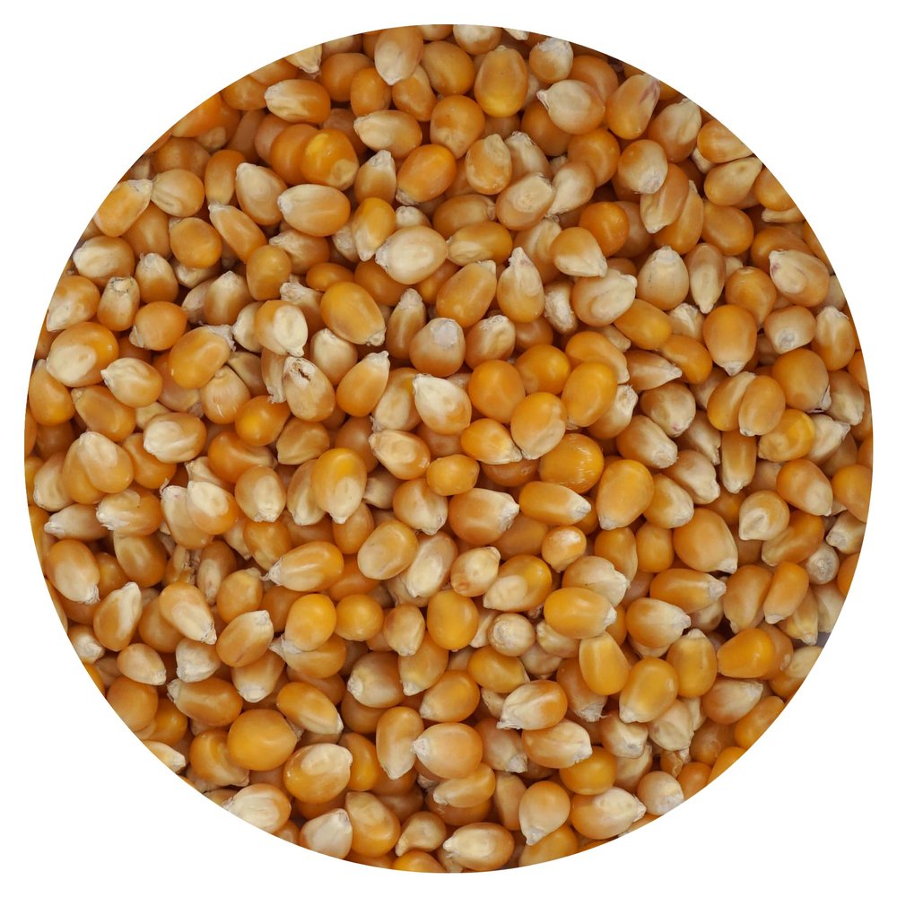 Mushroom Popcorn Kernels, 4 Pound Bulk Bag, Popcorn Kernels For Popcorn Machine, The Hampton Popcorn Company
