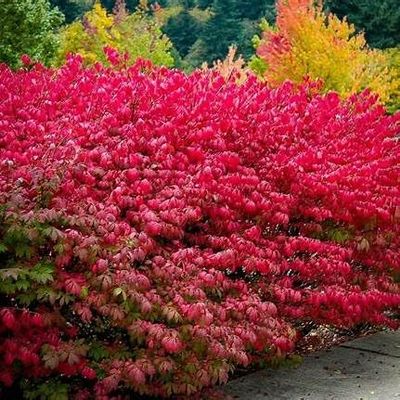 Burning Bush Shrub Euonymus alatus Vibrant Red Foliage in Fall Hardy Ornamental Landscape Plant Live Shrub (1 Gallon Plant)