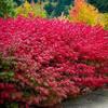 Burning Bush Shrub Euonymus alatus Vibrant Red Foliage in Fall Hardy Ornamental Landscape Plant Live Shrub (1 Gallon Plant) view 1