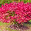 Burning Bush Shrub Euonymus alatus Vibrant Red Foliage in Fall Hardy Ornamental Landscape Plant Live Shrub (1 Gallon Plant) view 2