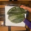 30 PIECES OF ORGANIC MOI MOI LEAVES view 1