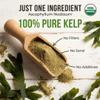 Oceans Balance Clean Wildcrafted Kelp Powder (Ascophyllum nodosum) from the Gulf of Maine | Rich in Iodine & 70+ Minerals | Supports Metabolism, Skin, & Immunity | 4oz Vegan view 3