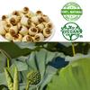 DABC OAK LAND Natural 3LB Dried Lotus Seeds , Dried White Lotus Seeds Lian ZI, Rich In Methionine for Health, for Herbal Tea Cooking Porridge and Soup Raw Material 3 X 16OZ Bags view 4