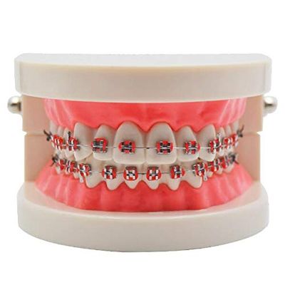 2020 Corrective Teeth Model,Corrective Dental Carrier Model Bracket Archwire Buccalocclusion Using Bacqual Tube Tools MA