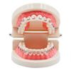 2020 Corrective Teeth Model,Corrective Dental Carrier Model Bracket Archwire Buccalocclusion Using Bacqual Tube Tools MA view 4