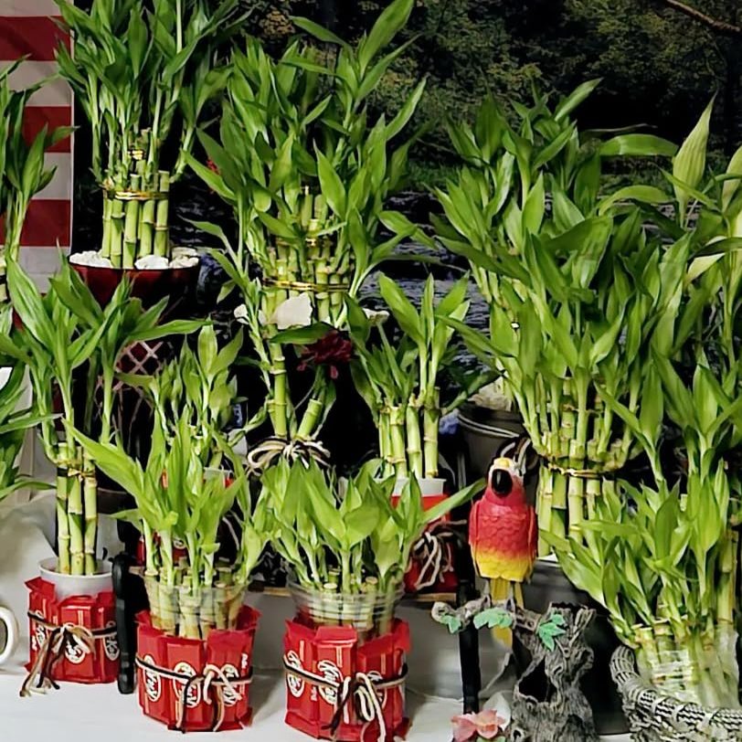 30 Lucky Bamboo Plants - 10x4, 10x6 and 10x8 with 3 Butterfly Stakes and Gold Wires