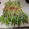 30 Lucky Bamboo Plants - 10x4, 10x6 and 10x8 with 3 Butterfly Stakes and Gold Wires view 3