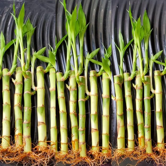 50 Lucky Bamboo Plants 6 Inches with 10 pcs Gold Wire and 5 Butterfly Stakes - Home Office Decor, Party Favors, Wedding Favors