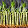 50 Lucky Bamboo Plants 6 Inches with 10 pcs Gold Wire and 5 Butterfly Stakes - Home Office Decor, Party Favors, Wedding Favors view 1