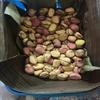 8oz Kola nuts, 2 lobe kola nuts, Africa kola view 1