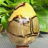 USUFKCXDG 1pc 800-850g Turtle Back Stone Egg Shape Dragon Crystal Crack view 4