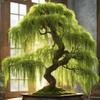 Eversong Weeping Willow Bonsai Tree Cutting to Grow - Thick Trunk Cutting - Great Gift - Fast Growing Indoor or Outdoor Bonsai, Living Desk Plant, Meaningful Present for Home or Office view 1