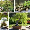 Eversong Weeping Willow Bonsai Tree Cutting to Grow - Thick Trunk Cutting - Great Gift - Fast Growing Indoor or Outdoor Bonsai, Living Desk Plant, Meaningful Present for Home or Office view 3