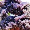 CEGQOXSH 1pc 80-110g Grape Agate Clusters Home And Office Decorations view 1