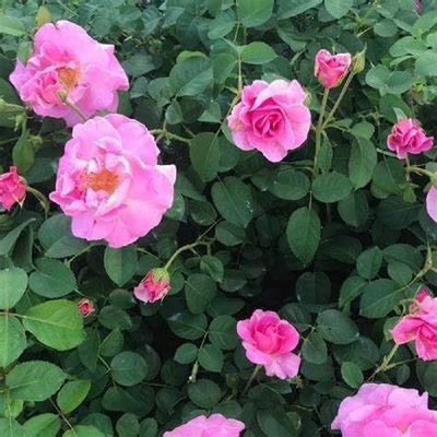 Brindabella First Lady Rose Lavender-Pink Double Shrub Rose, Fragrant, Disease-Resistant, 3-4 Ft Height Live Shrub Rose Plant (Liner/Starter Plant)