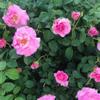 Brindabella First Lady Rose Lavender-Pink Double Shrub Rose, Fragrant, Disease-Resistant, 3-4 Ft Height Live Shrub Rose Plant (Liner/Starter Plant) view 1