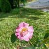 Brindabella First Lady Rose Lavender-Pink Double Shrub Rose, Fragrant, Disease-Resistant, 3-4 Ft Height Live Shrub Rose Plant (Liner/Starter Plant) view 2