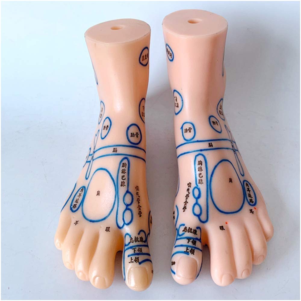 19 CM Foot Acupuncture Model - Professional Foot Reflexology Acupoint Model - Medical Anatomical Human Feet Massage Acupoint Model for Study Teaching Display,A