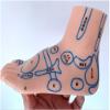 19 CM Foot Acupuncture Model - Professional Foot Reflexology Acupoint Model - Medical Anatomical Human Feet Massage Acupoint Model for Study Teaching Display,A view 3