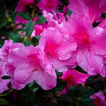 Autumn Royalty Reblooming EncoreAzalea Live Purple Flowering Shrub Reblooming Evergreen Azalea Bush for Garden, Hedge, or Container Old Hardy (2 Gallon Plant)