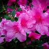 Autumn Royalty Reblooming EncoreAzalea Live Purple Flowering Shrub Reblooming Evergreen Azalea Bush for Garden, Hedge, or Container Old Hardy (2 Gallon Plant) view 1