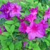 Autumn Royalty Reblooming EncoreAzalea Live Purple Flowering Shrub Reblooming Evergreen Azalea Bush for Garden, Hedge, or Container Old Hardy (2 Gallon Plant) view 2