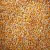5 Pounds Whole Kernel Feed Corn - Made in USA - Make Corn Meal view 2