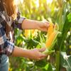 5 Pounds Whole Kernel Feed Corn - Made in USA - Make Corn Meal view 3