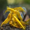 7 Yellow, 7 Fire Red & 7 Blue Dream Three Mix Colors Live Shrimps Freshwater Shrimp High Grade Live Shrimps Freshwater Shrimp Aquarium Inverts with Live Arrival Guarantee (Pack of 21+) view 2